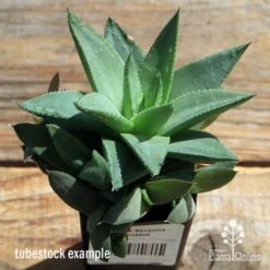 Haworthia Savanna - Succulent 12 Haworthia Savanna - Succulent -Plant Seed Store apo howarthia savanna lage size