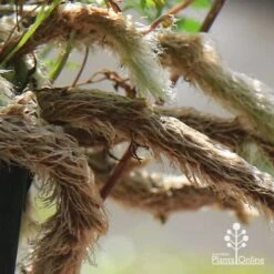 Humata - Rabbit's Foot Fern 21 Humata - Rabbit's Foot Fern -Plant Seed Store apo humata fern aerial roots close