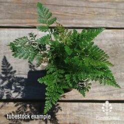 Humata - Rabbit's Foot Fern 22 Humata - Rabbit's Foot Fern -Plant Seed Store apo humata fern tubestock