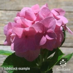 Hydrangea Alpengluhen -Plant Seed Store apo hydrangea alpengluhen flower