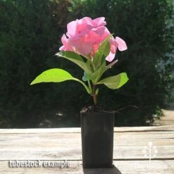 Hydrangea Alpengluhen -Plant Seed Store apo hydrangea alpengluhen tubestock