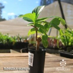 Hydrangea Ayesha -Plant Seed Store apo hydrangea ayesha tubestock