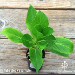 Hydrangea Ayesha -Plant Seed Store apo hydrangea ayesha tubestock top2