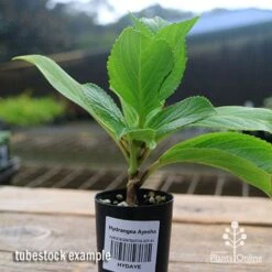 Hydrangea Ayesha -Plant Seed Store apo hydrangea ayesha tubestock2