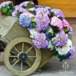 Hydrangea Assorted 10 Hydrangea Assorted -Plant Seed Store apo hydrangea cart