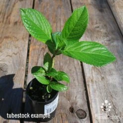 Hydrangea Jogasaki - Fireworks Hydrangea 10 Hydrangea Jogasaki - Fireworks Hydrangea -Plant Seed Store apo hydrangea fireworks tubestock