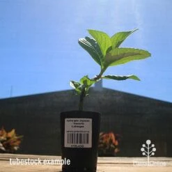 Hydrangea Jogasaki - Fireworks Hydrangea 12 Hydrangea Jogasaki - Fireworks Hydrangea -Plant Seed Store apo hydrangea fireworks tubestock2