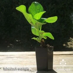 Hydrangea Assorted 11 Hydrangea Assorted -Plant Seed Store apo hydrangea macrophylla tubestock