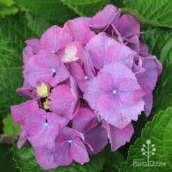 Hydrangea Assorted 13 Hydrangea Assorted -Plant Seed Store apo hydrangea purple nursery