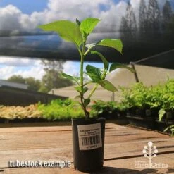 Hydrangea President R Touchard 9 Hydrangea President R Touchard -Plant Seed Store apo hydrangea touchard tubestock