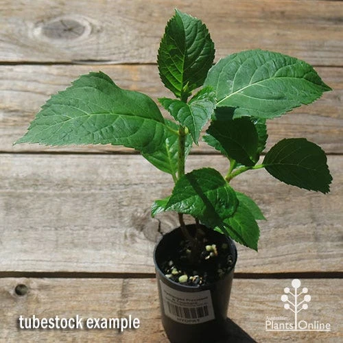 Hydrangea President R Touchard 2 Hydrangea President R Touchard - Image 2