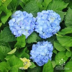 Hydrangea Assorted 15 Hydrangea Assorted -Plant Seed Store apo hydrangeas nursery