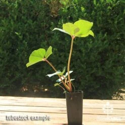 Hellebore Ice Breaker Max - Winter Rose -Plant Seed Store apo icebreaker max hellebore tubestock