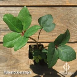 Hellebore Ice Breaker Max - Winter Rose -Plant Seed Store apo icebreaker max hellebore tubestock top