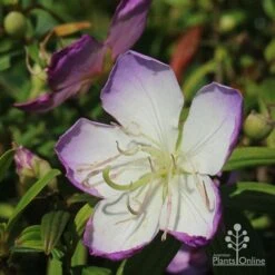 Tibouchina Illusion 26 Tibouchina Illusion -Plant Seed Store apo illusion tibouchina sunshine