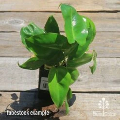Philodendron Imbe -Plant Seed Store apo imbe philodendron tubestock top