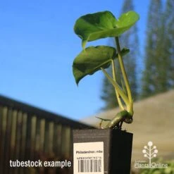 Philodendron Imbe -Plant Seed Store apo imbe tubestock blue sky