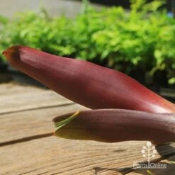 Alcantarea Imperialis Rubra - Bromeliad -Plant Seed Store apo imperata rubra colour