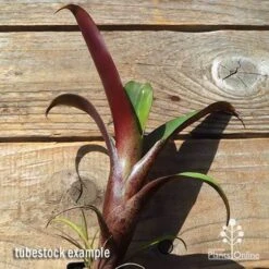 Alcantarea Imperialis Rubra - Bromeliad -Plant Seed Store apo imperata rubra tubestock large