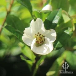 Chaenomeles Nivalis - Japanese Quince 16 Chaenomeles Nivalis - Japanese Quince -Plant Seed Store apo japanese quince nivalis flower
