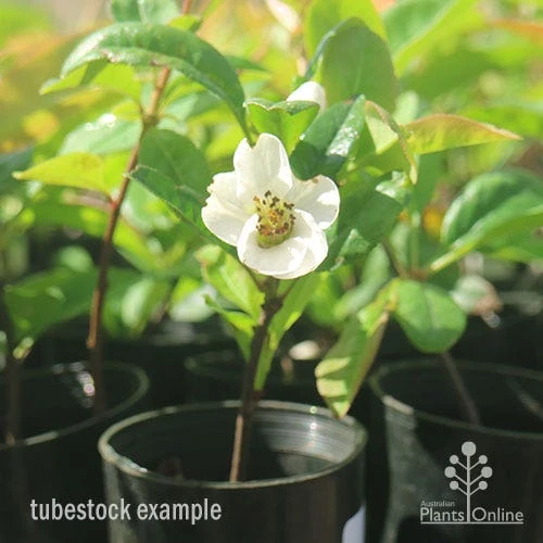 Chaenomeles Nivalis - Japanese Quince 5 Chaenomeles Nivalis - Japanese Quince - Image 5