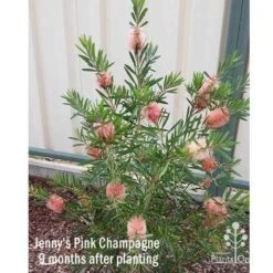 Callistemon Pink Champagne 19 Callistemon Pink Champagne -Plant Seed Store apo jennys pink champagne