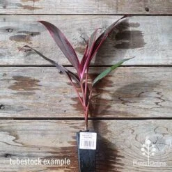 Cordyline Fruticosa John Klass Red -Plant Seed Store apo jkr tubestock