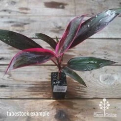 Cordyline Fruticosa John Klass Red -Plant Seed Store apo jkr tubestock above