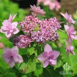 Hydrangea Jogasaki - Fireworks Hydrangea 11 Hydrangea Jogasaki - Fireworks Hydrangea -Plant Seed Store apo jogasaki fireworks hydrangea