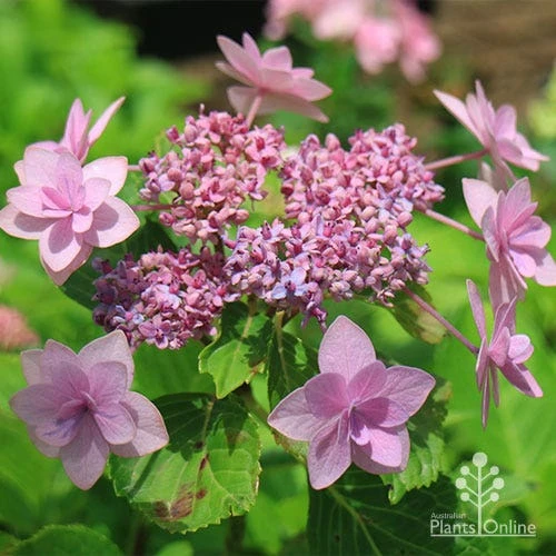 Hydrangea Jogasaki - Fireworks Hydrangea 4 Hydrangea Jogasaki - Fireworks Hydrangea - Image 4