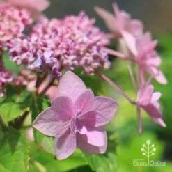 Hydrangea Jogasaki - Fireworks Hydrangea 13 Hydrangea Jogasaki - Fireworks Hydrangea -Plant Seed Store apo jogasaki hydrangea floret