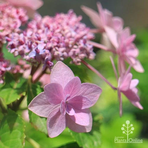 Hydrangea Jogasaki - Fireworks Hydrangea 6 Hydrangea Jogasaki - Fireworks Hydrangea - Image 6