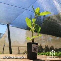 Hydrangea Jogasaki - Fireworks Hydrangea 15 Hydrangea Jogasaki - Fireworks Hydrangea -Plant Seed Store apo jogasaki tubestock