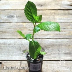 Hydrangea Jogasaki - Fireworks Hydrangea 14 Hydrangea Jogasaki - Fireworks Hydrangea -Plant Seed Store apo jogasaki tubestock top