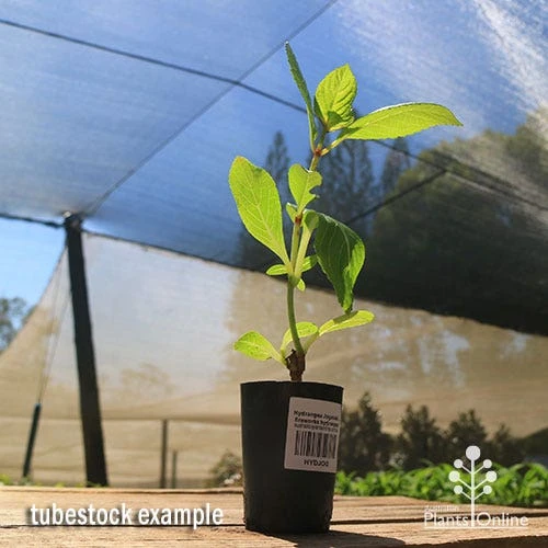 Hydrangea Jogasaki - Fireworks Hydrangea 8 Hydrangea Jogasaki - Fireworks Hydrangea - Image 8