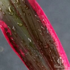 Cordyline Fruticosa John Klass Red -Plant Seed Store apo john klass leaf colour