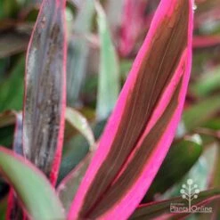 Cordyline Fruticosa John Klass Red -Plant Seed Store apo john klass red leaf