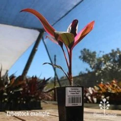 Cordyline Fruticosa John Klass Red -Plant Seed Store apo john klass tubestock blue sky