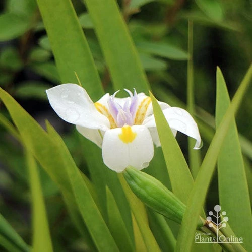 Dietes Tiny Dancer- Wild Iris - 68mm BIGGER Size 1 Dietes Tiny Dancer- Wild Iris - 68mm BIGGER Size