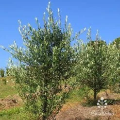 Olive Kalamata -Plant Seed Store apo kalamata olives nursery