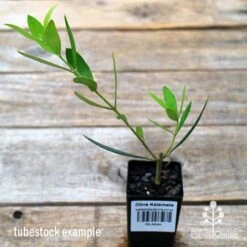 Olive Kalamata -Plant Seed Store apo kalamata tubestock