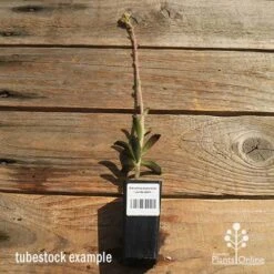 Kalanchoe Tomentosa – Panda Plant - Succulent 13 Kalanchoe Tomentosa – Panda Plant - Succulent -Plant Seed Store apo kalanchoe panda plant large size 1