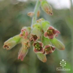Kalanchoe Tomentosa – Panda Plant - Succulent 20 Kalanchoe Tomentosa – Panda Plant - Succulent -Plant Seed Store apo kalanchoe tomentosa flower cluster