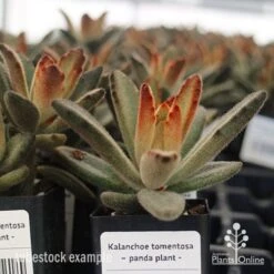 Kalanchoe Tomentosa – Panda Plant - Succulent 14 Kalanchoe Tomentosa – Panda Plant - Succulent -Plant Seed Store apo kalanchoe tomentosa tubestock plant
