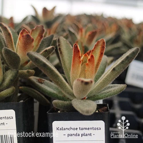Kalanchoe Tomentosa – Panda Plant - Succulent 4 Kalanchoe Tomentosa – Panda Plant - Succulent - Image 4