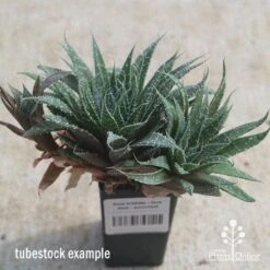 Aloe Aristata - Lace Aloe - Succulent -Plant Seed Store apo lace aloe tubestock side