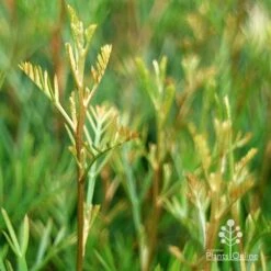 Grevillea Lana Maree 16 Grevillea Lana Maree -Plant Seed Store apo lana maree gold foliage
