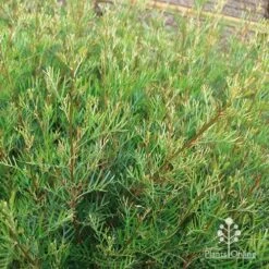 Grevillea Lana Maree 19 Grevillea Lana Maree -Plant Seed Store apo lana maree gold foliage2