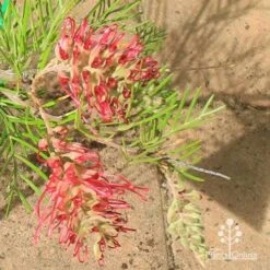 Grevillea Lana Maree 23 Grevillea Lana Maree -Plant Seed Store apo lana maree grevillea flowers