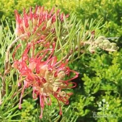 Grevillea Lana Maree 20 Grevillea Lana Maree -Plant Seed Store apo lana maree grevillea flowers2